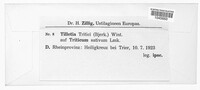 Ustilago tritici image